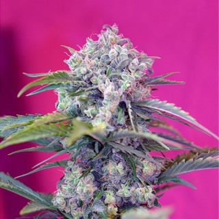 Auto Cream Mandarine fem. Sweet Seeds