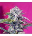 Auto Cream Mandarine fem. Sweet Seeds