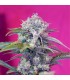 Auto Cream Mandarine   5+2 u. fem. Sweet Seeds