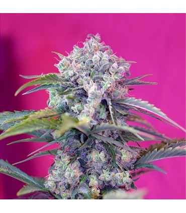 Auto Cream Mandarine   5+2 u. fem. Sweet Seeds