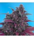 Auto Dark Devil fem. Sweet Seeds