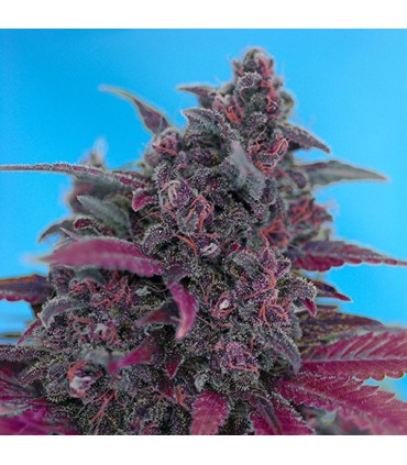 Auto Dark Devil fem. Sweet Seeds