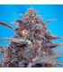 Auto Devil Cream   5+2 u. fem. Sweet Seeds