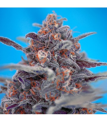 Auto Devil Cream   5+2 u. fem. Sweet Seeds