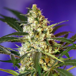 Auto Fast Bud N2 - fem. Sweet Seeds