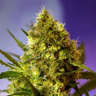 Auto Big Devil fem. Sweet Seeds