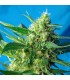 Auto Ice Cool   5+2 u. fem. Sweet Seeds