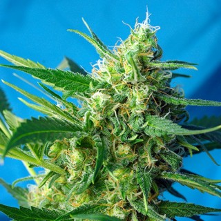 Auto Ice Cool   5+2 u. fem. Sweet Seeds
