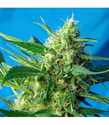 Auto Ice Cool   5+2 u. fem. Sweet Seeds