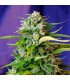 Auto Jack 47 fem. Sweet Seeds
