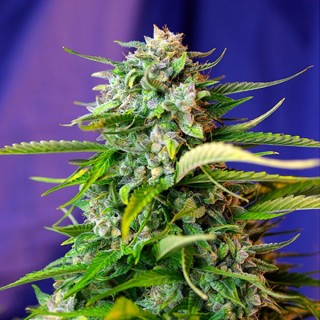 Auto Jack 47 fem. Sweet Seeds