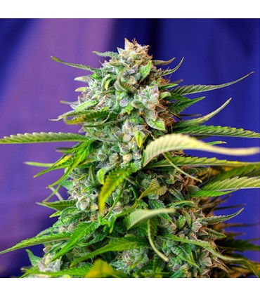 Auto Jack 47 fem. Sweet Seeds