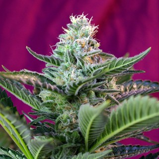 Auto Mohan Ram fem. Sweet Seeds