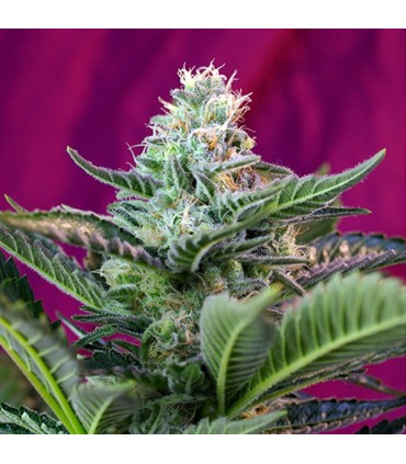 Auto Mohan Ram   5+2 u. fem. Sweet Seeds