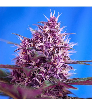 Auto Red Poison   5+2 u. fem. Sweet Seeds