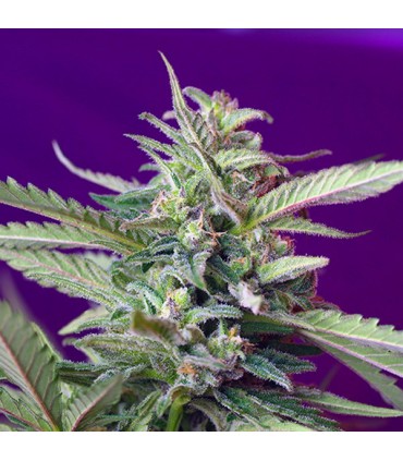 Auto SAD   5+2 u. fem. Sweet Seeds
