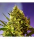 Auto Big Devil   5+2 u. fem. Sweet Seeds