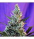 Auto Sweet Skunk fem Sweet Seeds