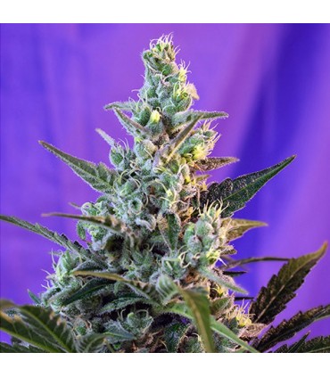 Auto Sweet Skunk fem Sweet Seeds