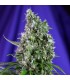 Auto Sweet Trainwreck   5+2 u. fem. Sweet Seeds