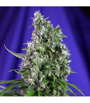 Auto Sweet Trainwreck   5+2 u. fem. Sweet Seeds