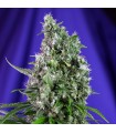 Auto Sweet Trainwreck   5+2 u. fem. Sweet Seeds
