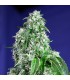 Big Devil Fast Version fem. Sweet Seeds