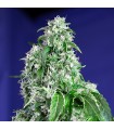 Big Devil Fast Version fem. Sweet Seeds