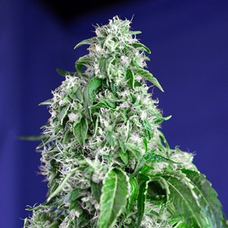 Big Devil Fast Version   5+2 u. fem. Sweet Seed