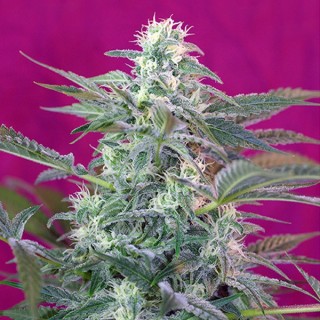 Big Foot fem. Sweet Seeds