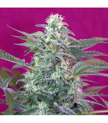 Big Foot fem. Sweet Seeds
