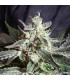 Black Jack fem. Sweet Seeds