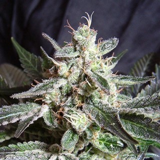 Black Jack fem. Sweet Seeds