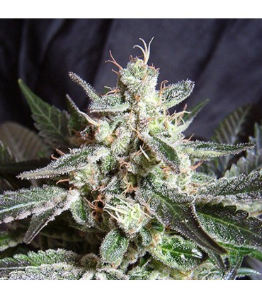 Black Jack   5+2 u. fem. Sweet Seeds