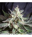 Black Jack   5+2 u. fem. Sweet Seeds