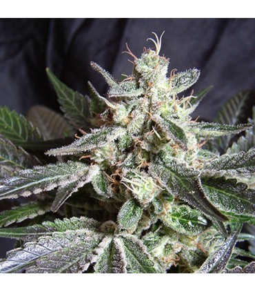 Black Jack Fast Version fem. Sweet Seeds