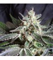 Black Jack Fast Version fem. Sweet Seeds