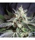 Black Jack Fast Version   5+2 u. fem. Sweet Seeds