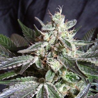Black Jack Fast Version   5+2 u. fem. Sweet Seeds