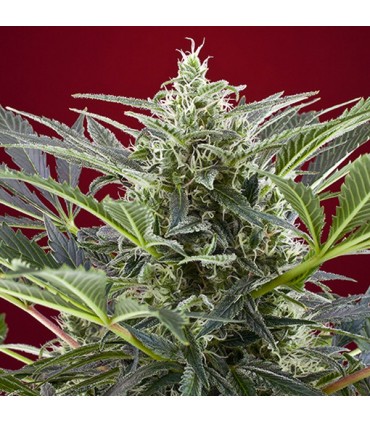 Cream 47 -   5+2 u. fem. Sweet Seeds