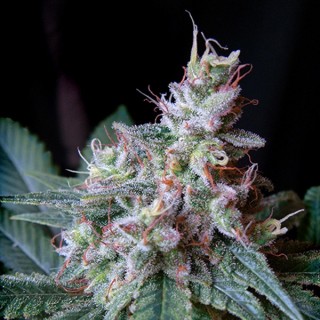 Cream Caramel Fast Version fem. Sweet Seeds
