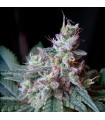 Cream Caramel Fast Version fem. Sweet Seeds