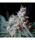 Cream Caramel Fast Version   5+2 u. fem. Sweet Seeds