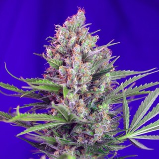 Cream Mandarine Fast Version fem. Sweet Seeds