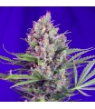 Cream Mandarine Fast Version fem. Sweet Seeds