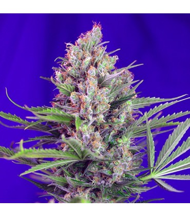 Cream Mandarine Fast Version   5+2 u. fem. Sweet Seed