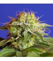 Green Poison fem. Sweet Seeds