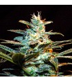 Ice Cool fem. Sweet seeds