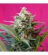 Auto Big Devil XL   5+2 u. fem. Sweet Seeds