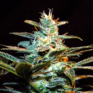 Ice Cool   5+2 u. fem. Sweet seeds